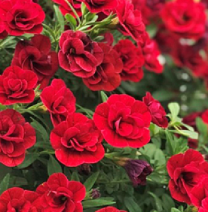 UNO D.DARK RED_300x300